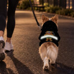 hi-vis-pet-hoodie-reflective-tapes-funny-costumes-03-custom-image-and-name-safety-workwear-for-pet-lovers-dog-and-cat-8-86ac9d55.jpg