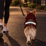 hi-vis-pet-hoodie-reflective-tapes-funny-costumes-07-custom-image-and-name-safety-workwear-for-pet-lovers-dog-and-cat-8-0329ad27.jpg