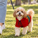hi-vis-pet-hoodie-reflective-tapes-funny-costumes-09-custom-image-and-name-safety-workwear-for-pet-lovers-dog-and-cat-5-3d0cb695.jpg