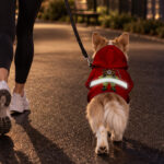 hi-vis-pet-hoodie-reflective-tapes-funny-costumes-09-custom-image-and-name-safety-workwear-for-pet-lovers-dog-and-cat-8-133842e0.jpg